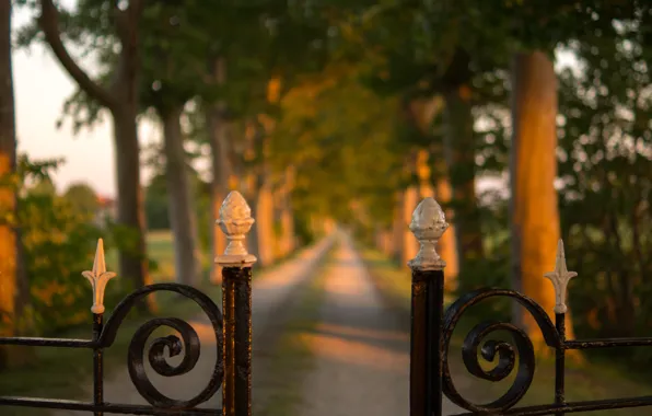 Road, fence, gate, pathway between green tree