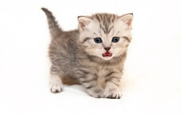 Кошка, взгляд, поза, котенок, серый, малыш, мордашка, полосатый
