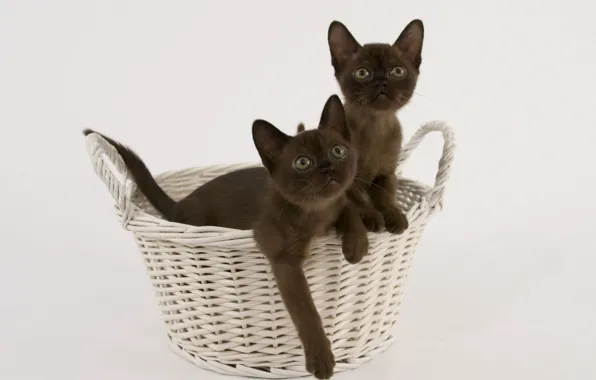 Корзина, котята, порода, бирманская