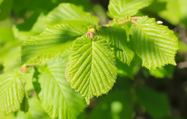 Green, leafs, spring, twig