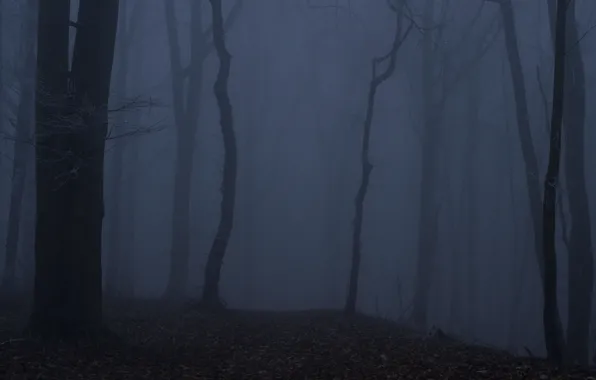 Лес, деревья, ночь, природа, туман, сумерки, Niklas Hamisch