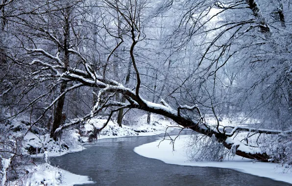 Картинка зима, лес, вода, снег, деревья, природа, ветви, мороз