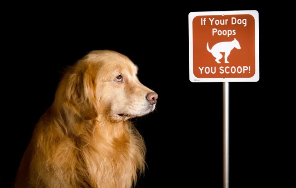 Фон, друг, собака