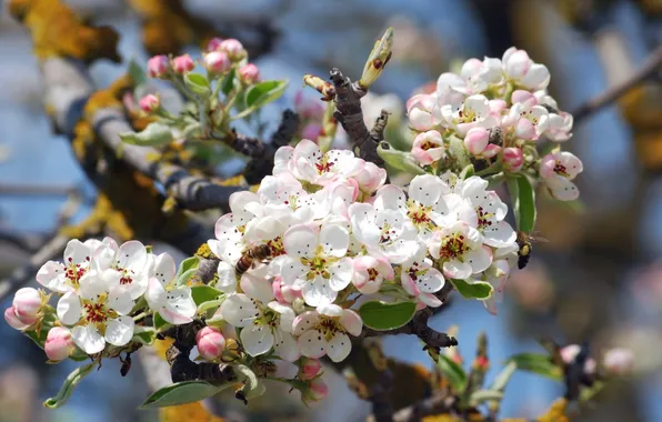 Пчела, дерево, весна, яблоня