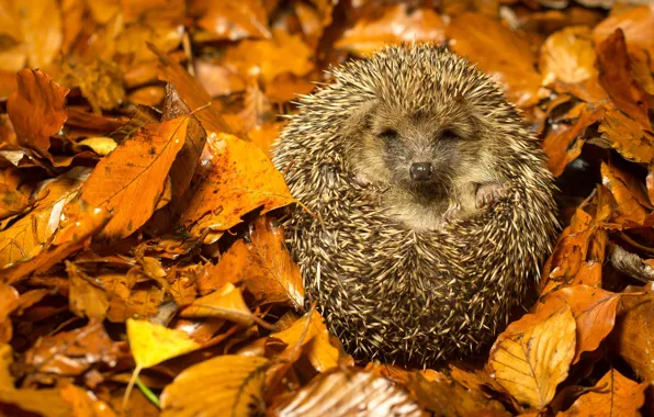 ЛИСТЬЯ, ИГОЛКИ, ЁЖИК, ОСЕНЬ, ЛИСТВА, фотограф Mark Bridger