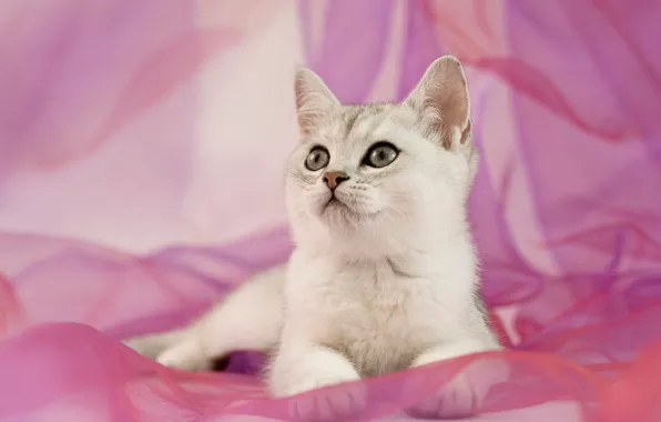 Кошка, взгляд, поза, котенок, ткань, лежит, мордашка, розовый фон