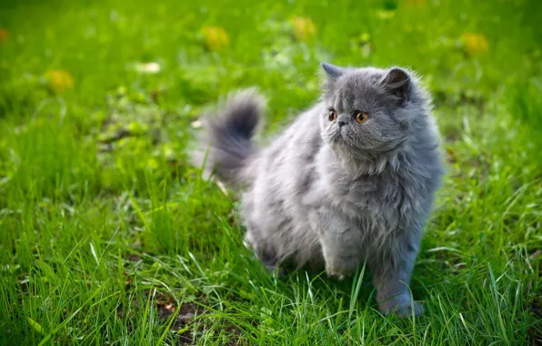 Картинка кошка, трава, взгляд