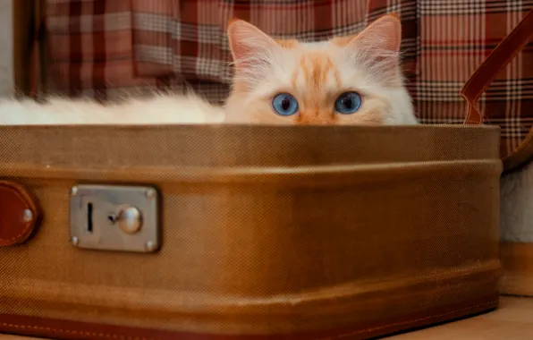 Кошка, кот, взгляд, поза, пушистый, рыжий, ткань, чемодан