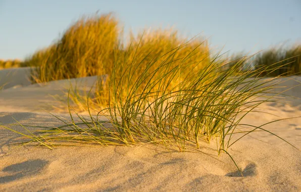 Песок, небо, трава, макро