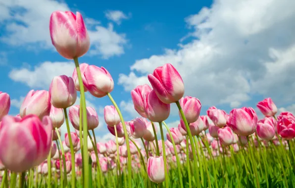 Картинка лето, облака., Тюльпаны розовые