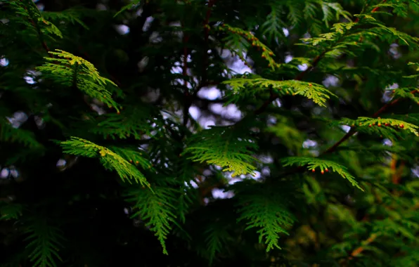 Green, plant, twig, thuja