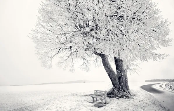 Картинка зима, снег, дерево, frozen tree
