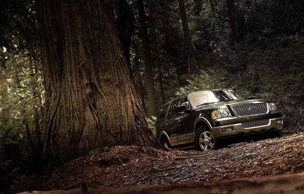 Лес, Ford, Expedition