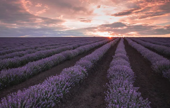 Цветы, лаванда, лавандовое поле