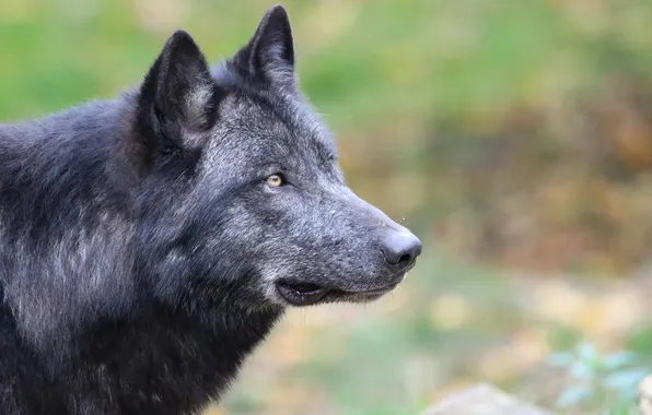 Nature, face, animal, wolf, wildlife, head, fur, mammal