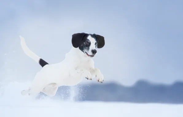 Картинка зима, взгляд, друг, собака