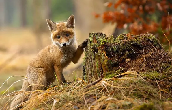 Картинка wood, animal, wildlife, baby fox