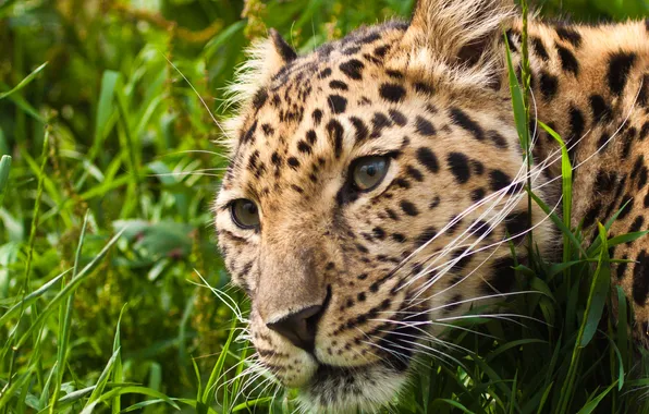 Картинка кошка, трава, взгляд, морда, леопард, амурский леопард