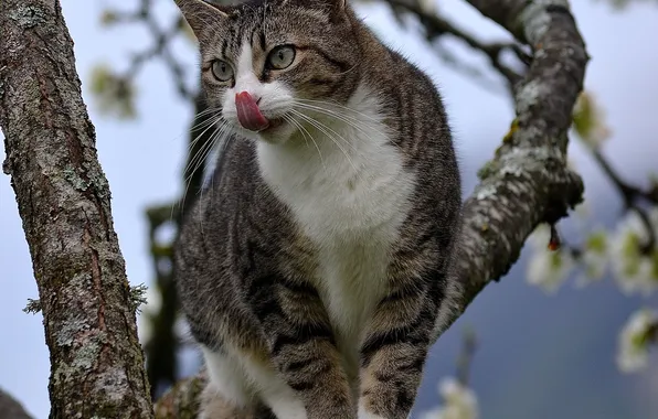 Язык, кошка, кот, ветки, дерево