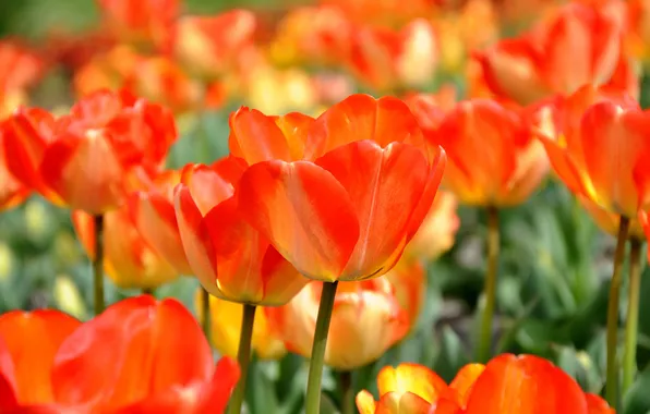 Цветы, весна, тюльпаны, оранжевые, много, якрие