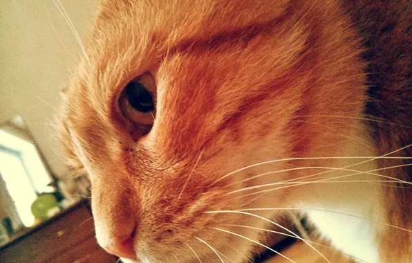 Кошка, Кот, киса, cat, котэ