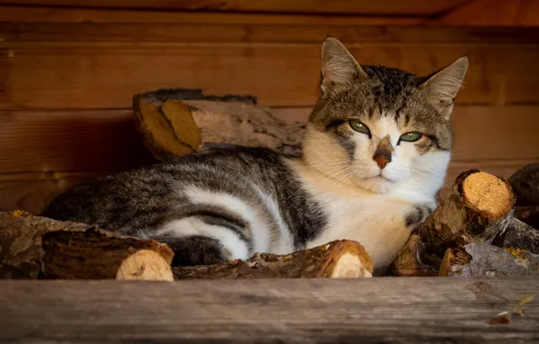 Кошка, кот, взгляд, морда, фон, дрова, лежит, котэ
