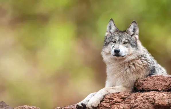 Картинка Rock, face, wolf, wildlife, head, fur, mammal, whiskers
