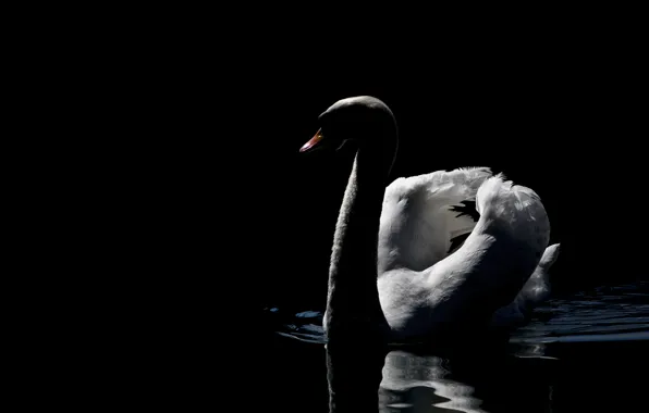 Dark, swan, photo, beautiful, lake, peaceful, MMaglica photo, MMaglica
