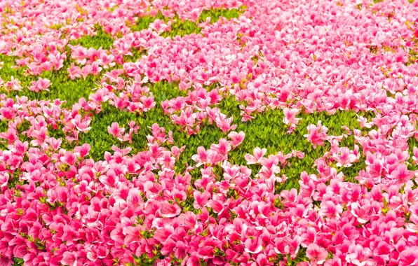 Картинка трава, цветы, фон, розовые, grass, бутоны, лужайка, pink