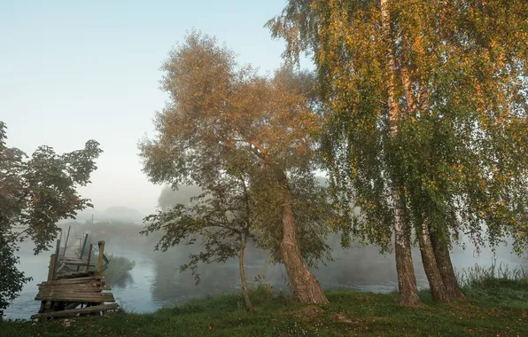 Лес, свет, деревья, ветки, природа, туман, рассвет, стволы