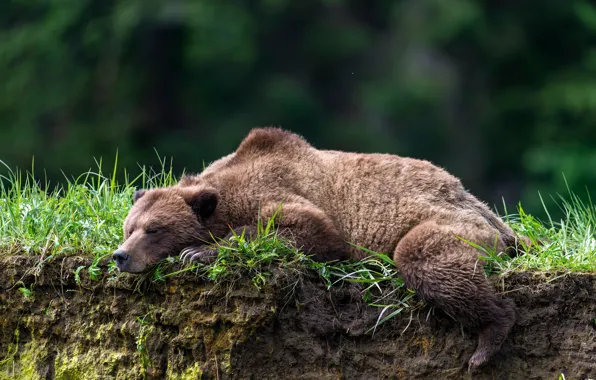 Картинка обрыв, отдых, сон, медведь, спящий медведь, Топтыгин