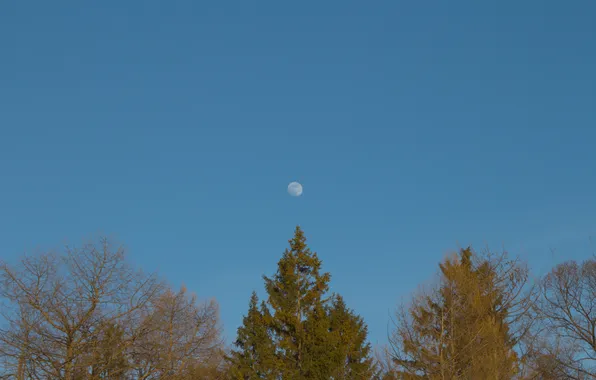 Картинка небо, деревья, природа, луна, Россия, Самара, Stan, Парк имени Юрия Гагарина
