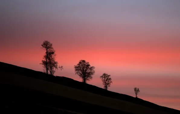 Twilight, trees, sunset, hill, dusk, silhouettes