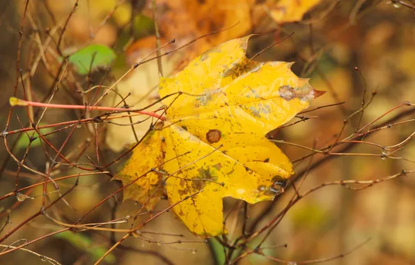 Yellow, autumn, leaf, fall