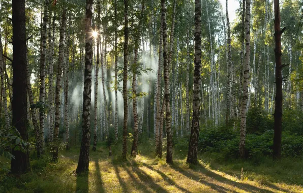 Картинка лес, солнце, берёзы, роща