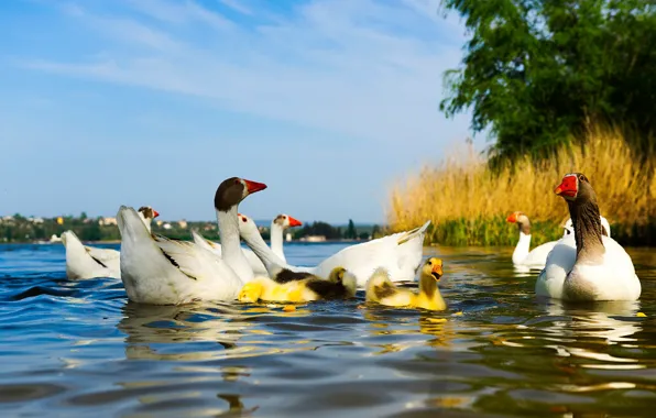 Лето, вода, птицы, природа, пруд, река, берег, утки