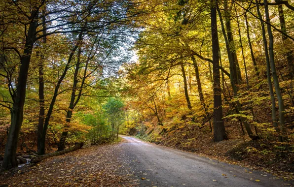 Картинка осень, листья, закат, листва, желтые листья, hdr, дорога в лесу, ultra hd