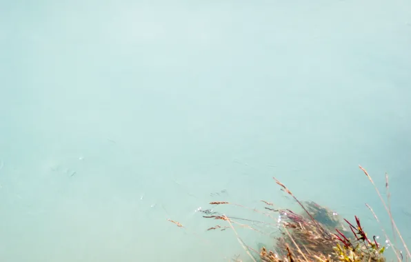 Трава, вода, озеро, Россия, Алтай, Аккем