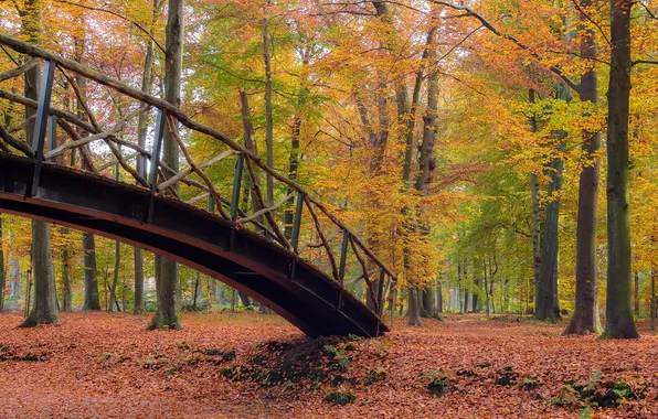 Картинка осень, лес, листья, деревья, пейзаж, мост