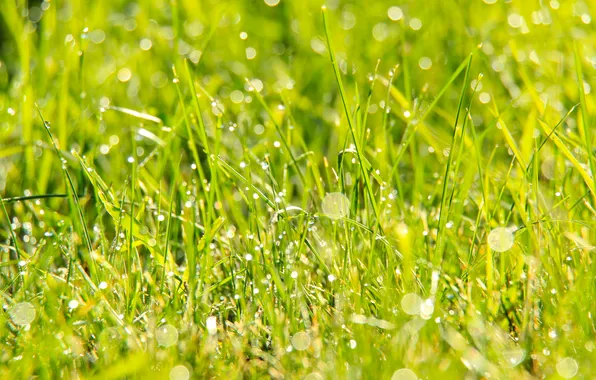 Grass, drops, meadow