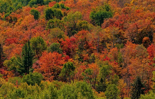 Осень, лес, деревья, парк, Канада, солнечно, Ontario, Algonquin Park