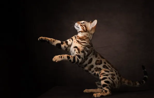 Кошка, кот, поза, темный фон, лапы, стойка, бенгальская