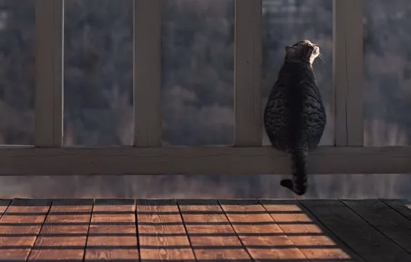Кошка, кот, хвост