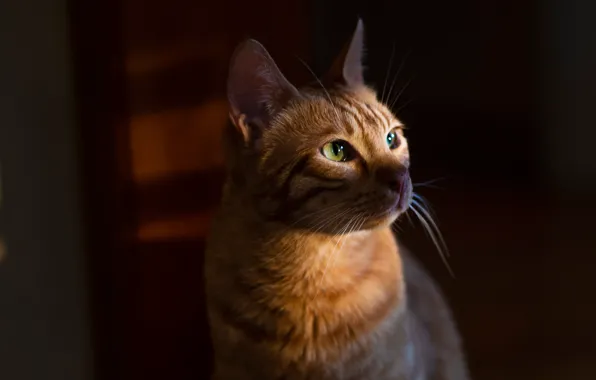 Картинка кошка, кот, взгляд, фон, рыжий, мордочка, котейка