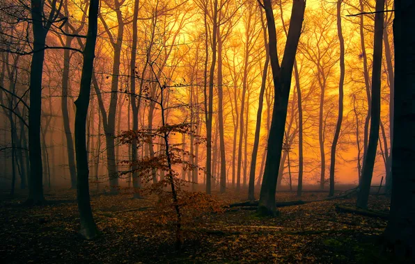 Картинка осень, лес, деревья, туман, вечер, зарево