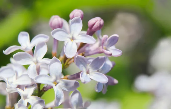 Flower, spring, lilac, twig