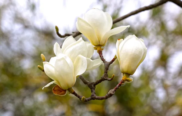 Картинка ветки, бутоны, магнолия