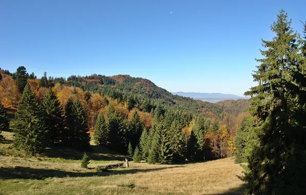 Forest, trees, landscape, nature, lake