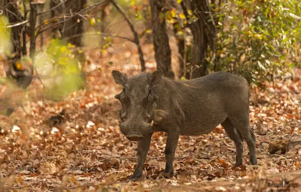 Картинка africa, warthog, wild boar