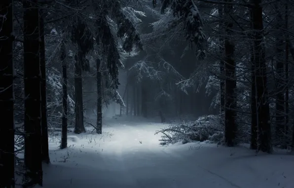 Dark, forest, trees, winter, snow